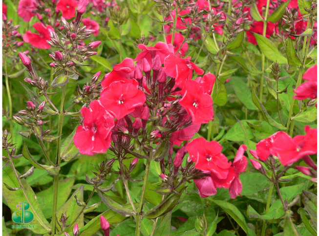 Phlox paniculata   'Mary'